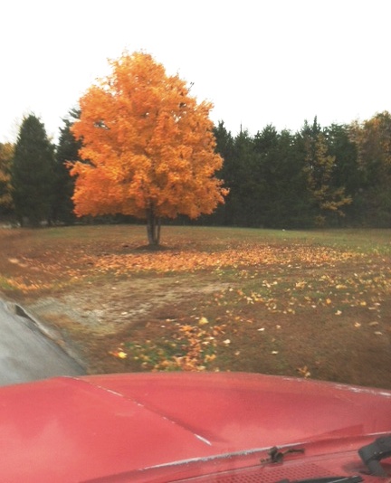 ....if I love this tree, does it make me a squirrel??