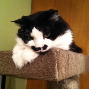 ... oh wait that's my grumpy cat... I'll spare you a picture of a grumpy me...!