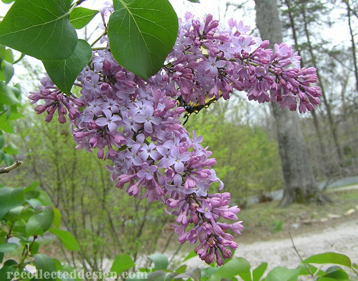 ...lilacs...