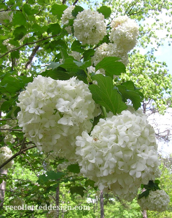 ...snowball bush... (probably not the real name....I'm sure...)