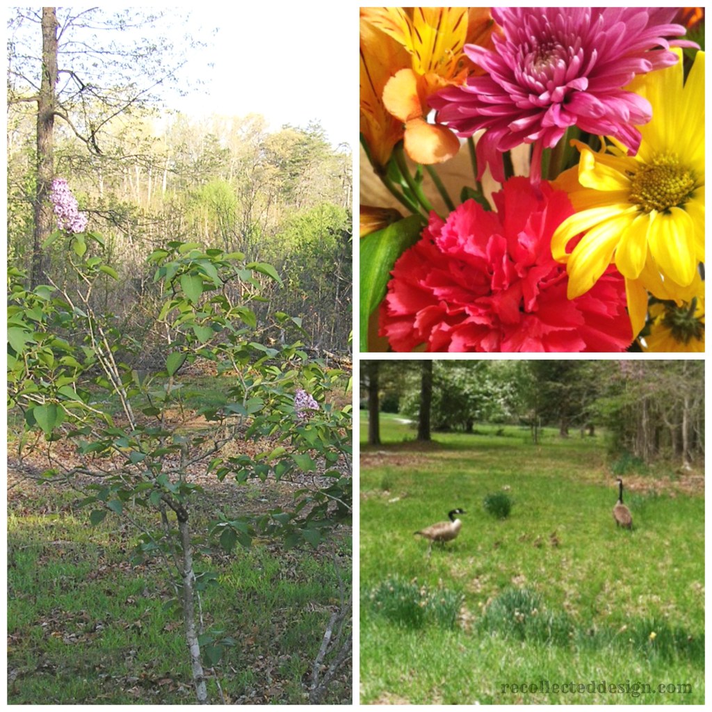 the lilac bush finally bloomed! Pretty spring blooms and if you look closely- spring babies!