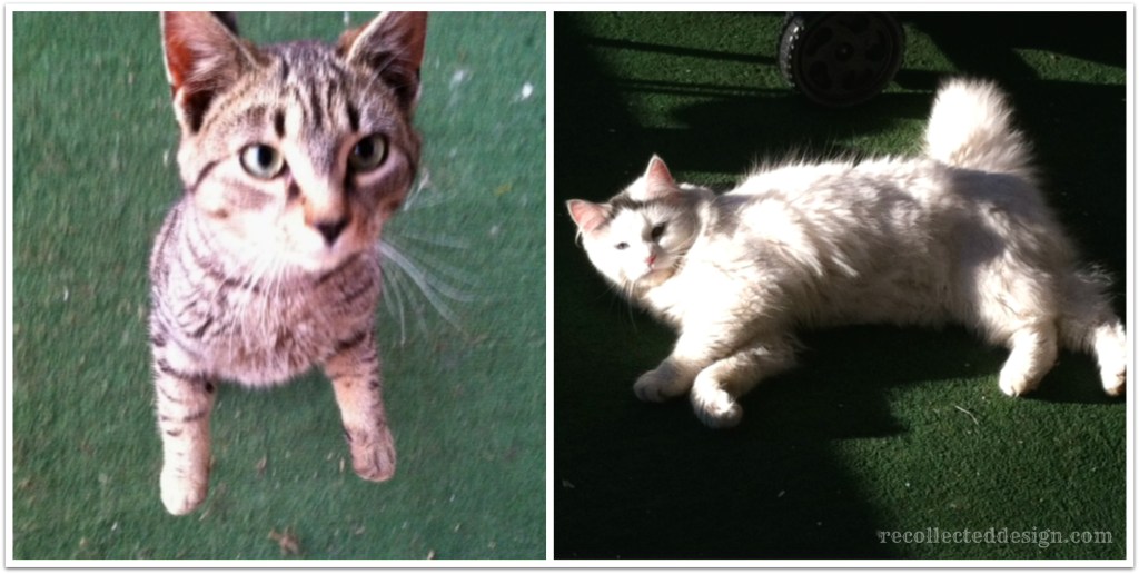 mexicat grandbaby and baby